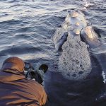 Whale watching