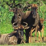Wildebeest in Daan Viljoen NP