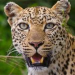 KZN safari 
