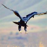Black eagle