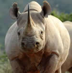 Shamwari Game Reserve: Protect & Save from only R3000