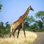 Giraffe