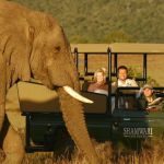 Wedding game drive
