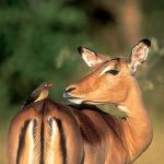 Impala
