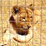Lion cub at Zoo