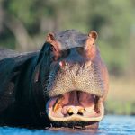 Hippo - St Lucia