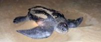 Turtle Tour