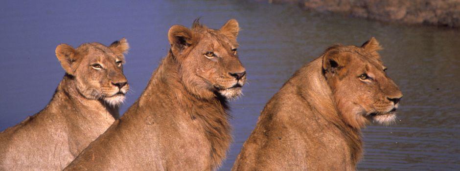 #caption1 Types of Safari