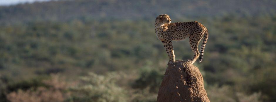 #caption1 Okonjima AfriCat Foundation