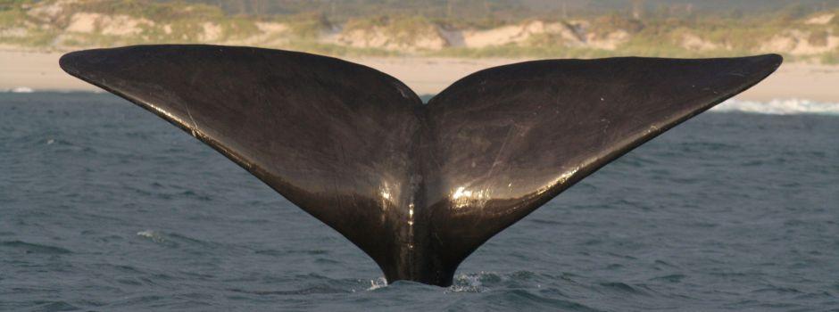Whale Watching