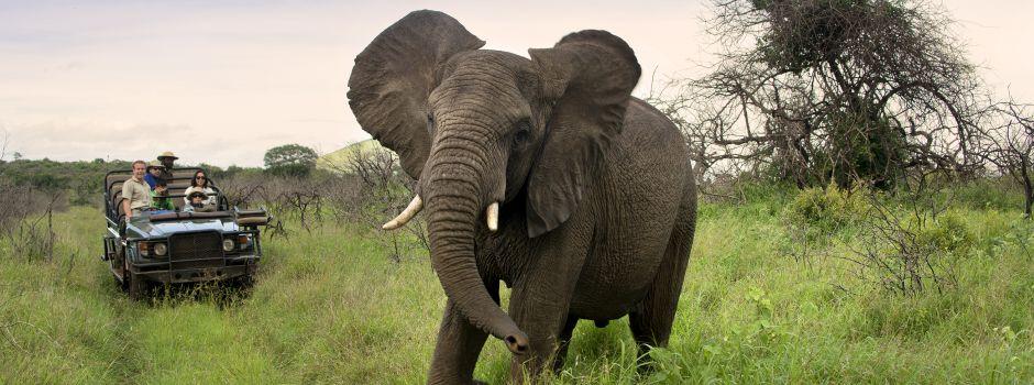Safaris in KwaZulu-Natal