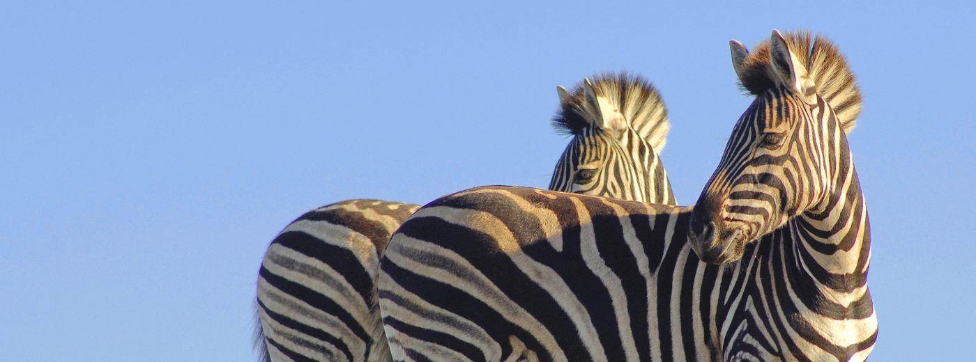 Malaria-Free Safaris