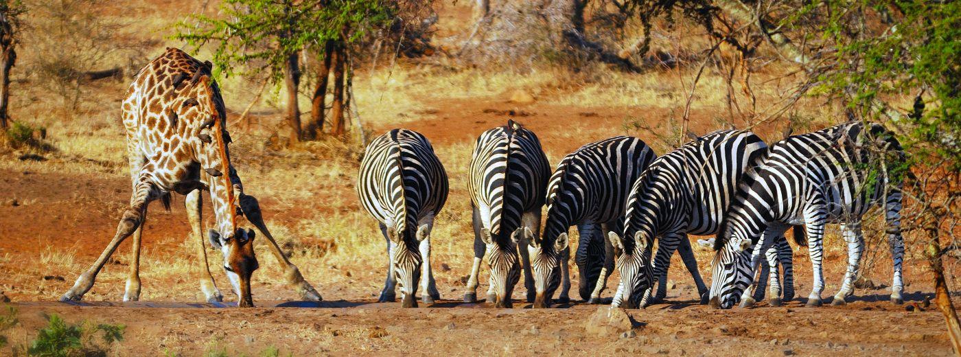 Safaris in Madikwe and Pilanesberg