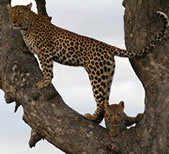 Leopards In The Sabi Sands
