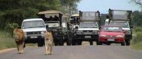 Kruger Self-Drive