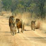 Lion pride