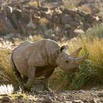 Desert Rhino