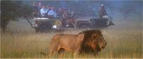 Cape Town and a Safari in the Greater Kruger Park