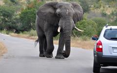 ITINERARY-04776: Kruger Self-Drive Safaris