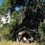 Ngala Walking Safari