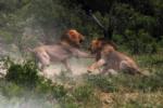 Male Lions Fighting, Sabi Sand Game Reserve, &copy;Savanna Private Game Reserve
