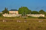 Zebra outside Long Lee Manor, Shamwari Game Reserve, &copy;Long Lee Manor