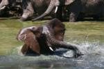 Elephant having Fun!, Shamwari Game Reserve, &copy;Long Lee Manor