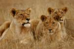 Pride of Lions, Shamwari Game Reserve, &copy;Long Lee Manor