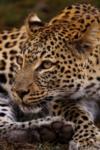 Leopard, Shamwari Game Reserve, &copy;Long Lee Manor