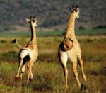 Giraffe, Shamwari Game Reserve, &copy;Riverdene Lodge
