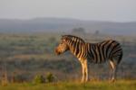 Zebra, Shamwari Game Reserve, &copy;Riverdene Lodge