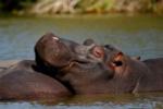 Hippo, Shamwari Game Reserve, &copy;Riverdene Lodge