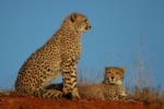 Cheetah, Shamwari Game Reserve, &copy;Riverdene Lodge