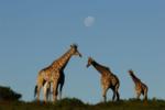 Giraffe, Shamwari Game Reserve, &copy;Sarili Lodge