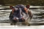 Hippo, Shamwari Game Reserve, &copy;Sarili Lodge