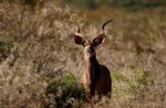 Kudu, Shamwari Game Reserve, &copy;Sarili Lodge