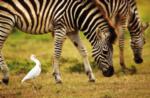 Zebra, Shamwari Game Reserve, &copy;Sarili Lodge