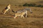 The Thrill of the Chase, Shamwari Game Reserve, &copy;Eagles Crag