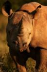 Rhino, Shamwari Game Reserve, &copy;Eagles Crag