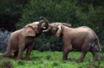 Elephant Tussle, Shamwari Game Reserve, &copy;Eagles Crag