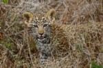 Leopard Cub, Shamwari Game Reserve, &copy;Eagles Crag