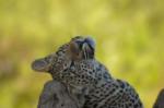 Leopard Looks, Sabi Sand Game Reserve, &copy;Inyati Private Game Reserve