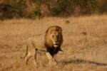 Lion, Sabi Sand Game Reserve, &copy;Inyati Private Game Reserve