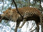 Relaxed Leopard, Sabi Sand Game Reserve, &copy;Inyati Private Game Reserve