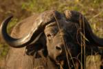 Inyati of the Bush, Sabi Sand Game Reserve, &copy;Inyati Private Game Reserve