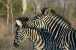 Zebra, Sabi Sand Game Reserve, &copy;Inyati Private Game Reserve