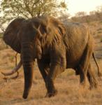Elephant, Sabi Sand Game Reserve, &copy;Inyati Private Game Reserve