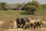 Elephant Herd in Front of Lodge, Sabi Sand Game Reserve, &copy;Inyati Private Game Reserve