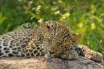 Beautiful Sleeping Leopard, Sabi Sand Game Reserve, &copy;Inyati Private Game Reserve