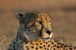 Cheetah, Sabi Sand Game Reserve, &copy;Inyati Private Game Reserve